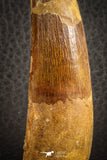 07136 - Top Beautiful 3.67 Inch Spinosaurus Dinosaur Tooth Cretaceous