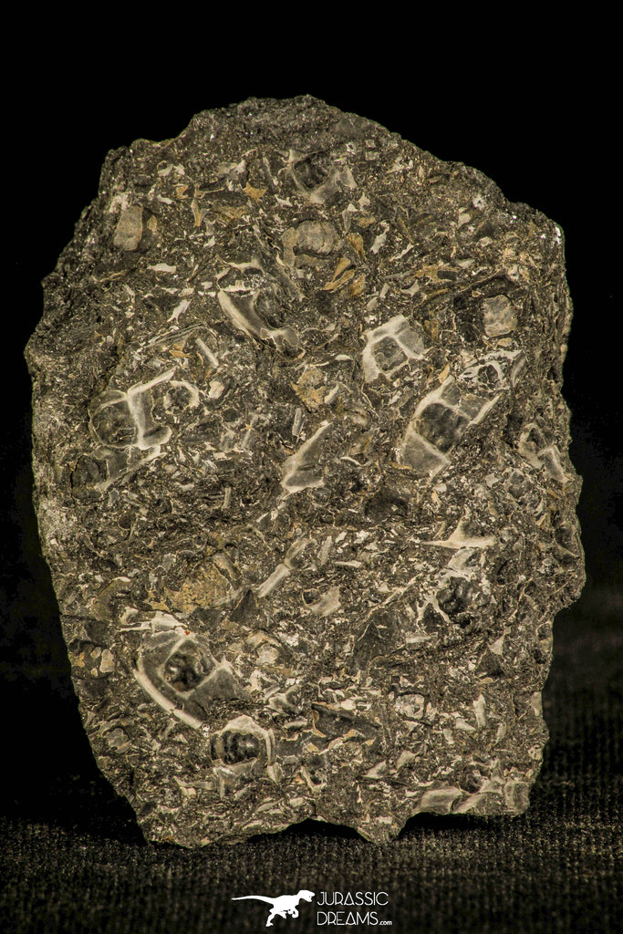 30135 - Top Rare Mortality Plate of Arthricocephalus Cambrian Trilobites - China