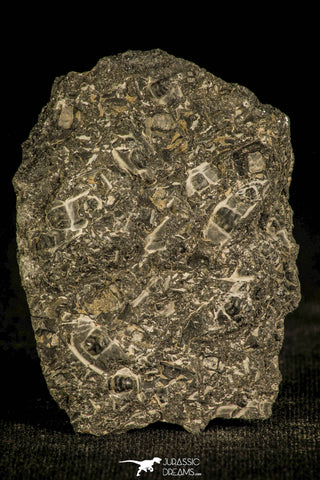 30135 - Top Rare Mortality Plate of Arthricocephalus Cambrian Trilobites - China