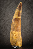 07136 - Top Beautiful 3.67 Inch Spinosaurus Dinosaur Tooth Cretaceous