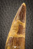 07136 - Top Beautiful 3.67 Inch Spinosaurus Dinosaur Tooth Cretaceous