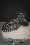 20045 - Top Well Prepared 2.25 Inch Hollardops merocristata Middle Devonian Trilobite