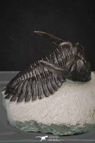 20045 - Top Well Prepared 2.25 Inch Hollardops merocristata Middle Devonian Trilobite