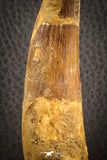 07136 - Top Beautiful 3.67 Inch Spinosaurus Dinosaur Tooth Cretaceous