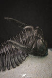 20045 - Top Well Prepared 2.25 Inch Hollardops merocristata Middle Devonian Trilobite