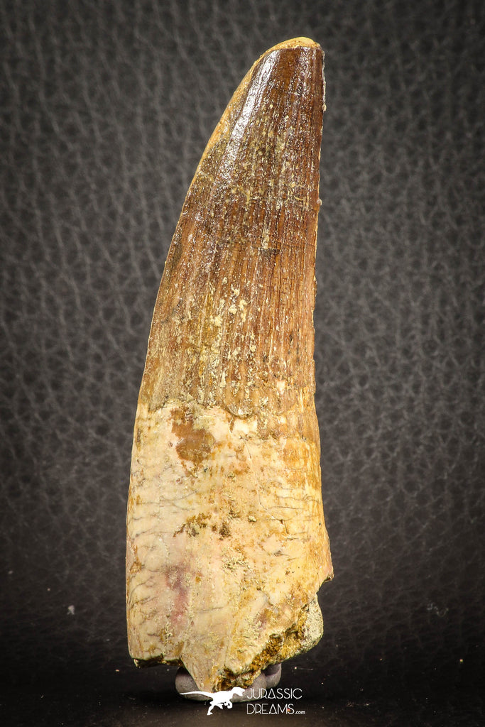 07137 - Top Quality Unbroken 3.30 Inch Spinosaurus Dinosaur Tooth Cretaceous