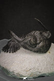 20045 - Top Well Prepared 2.25 Inch Hollardops merocristata Middle Devonian Trilobite