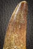 07137 - Top Quality Unbroken 3.30 Inch Spinosaurus Dinosaur Tooth Cretaceous