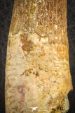 07137 - Top Quality Unbroken 3.30 Inch Spinosaurus Dinosaur Tooth Cretaceous