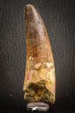 07137 - Top Quality Unbroken 3.30 Inch Spinosaurus Dinosaur Tooth Cretaceous