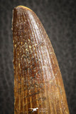 07137 - Top Quality Unbroken 3.30 Inch Spinosaurus Dinosaur Tooth Cretaceous