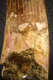 07137 - Top Quality Unbroken 3.30 Inch Spinosaurus Dinosaur Tooth Cretaceous