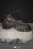 20045 - Top Well Prepared 2.25 Inch Hollardops merocristata Middle Devonian Trilobite