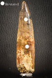 07139 - Partial Rooted 3.86 Inch Spinosaurus Dinosaur Tooth Cretaceous