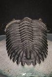 20045 - Top Well Prepared 2.25 Inch Hollardops merocristata Middle Devonian Trilobite