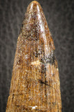07139 - Partial Rooted 3.86 Inch Spinosaurus Dinosaur Tooth Cretaceous