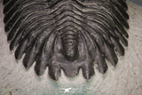 20045 - Top Well Prepared 2.25 Inch Hollardops merocristata Middle Devonian Trilobite