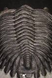 20045 - Top Well Prepared 2.25 Inch Hollardops merocristata Middle Devonian Trilobite