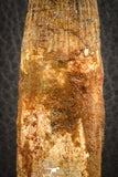 07139 - Partial Rooted 3.86 Inch Spinosaurus Dinosaur Tooth Cretaceous