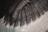 20045 - Top Well Prepared 2.25 Inch Hollardops merocristata Middle Devonian Trilobite