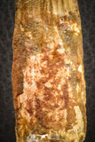07139 - Partial Rooted 3.86 Inch Spinosaurus Dinosaur Tooth Cretaceous
