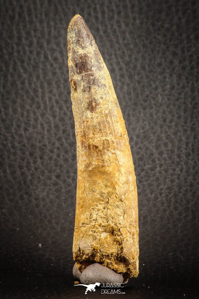 07140 - Unbroken 3.49 Inch Spinosaurus Dinosaur Tooth Cretaceous