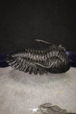 20046 - Well Prepared "Flying" 1.70 Inch Hollardops merocristata Middle Devonian Trilobite
