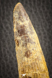 07140 - Unbroken 3.49 Inch Spinosaurus Dinosaur Tooth Cretaceous