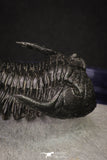 20046 - Well Prepared "Flying" 1.70 Inch Hollardops merocristata Middle Devonian Trilobite