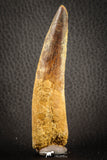 07140 - Unbroken 3.49 Inch Spinosaurus Dinosaur Tooth Cretaceous