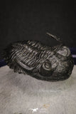 20046 - Well Prepared "Flying" 1.70 Inch Hollardops merocristata Middle Devonian Trilobite
