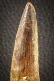 07140 - Unbroken 3.49 Inch Spinosaurus Dinosaur Tooth Cretaceous