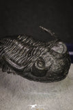 20046 - Well Prepared "Flying" 1.70 Inch Hollardops merocristata Middle Devonian Trilobite