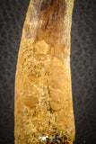 07140 - Unbroken 3.49 Inch Spinosaurus Dinosaur Tooth Cretaceous