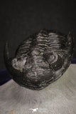 20046 - Well Prepared "Flying" 1.70 Inch Hollardops merocristata Middle Devonian Trilobite