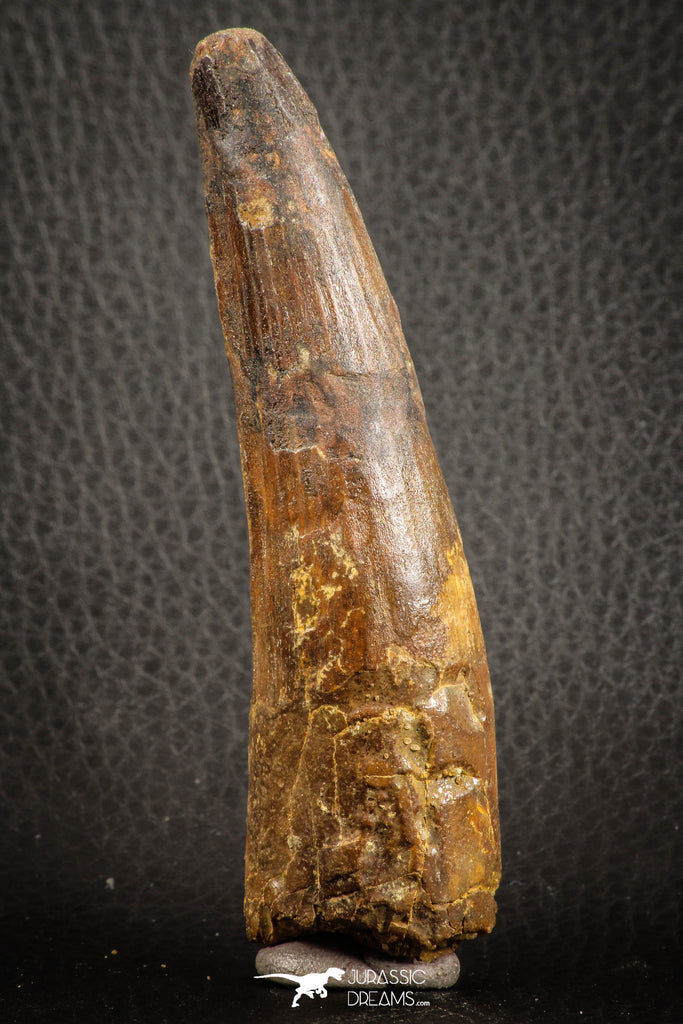 07141 - Top Huge Restored 3.98 Inch Spinosaurus Dinosaur Tooth Cretaceous