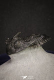 20046 - Well Prepared "Flying" 1.70 Inch Hollardops merocristata Middle Devonian Trilobite