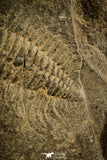 30141 - Well Preserved 0.76 Inch Bathynotus kueichouensis Early Cambrian Trilobite - China