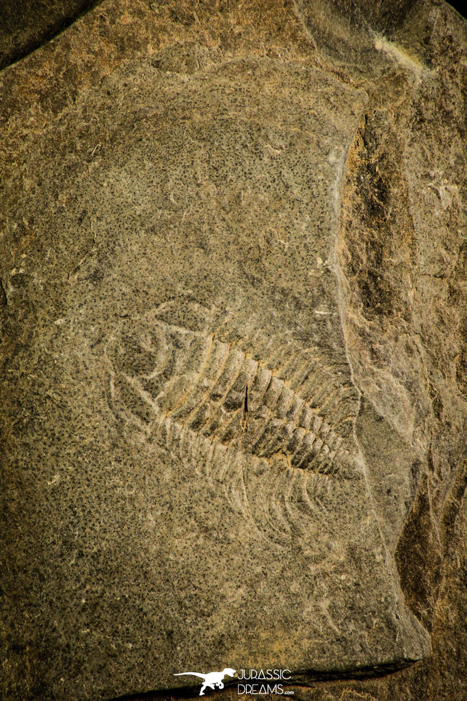 30141 - Well Preserved 0.76 Inch Bathynotus kueichouensis Early Cambrian Trilobite - China