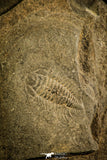 30141 - Well Preserved 0.76 Inch Bathynotus kueichouensis Early Cambrian Trilobite - China