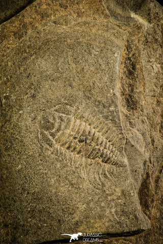 30141 - Well Preserved 0.76 Inch Bathynotus kueichouensis Early Cambrian Trilobite - China