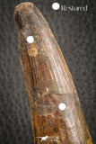 07141 - Top Huge Restored 3.98 Inch Spinosaurus Dinosaur Tooth Cretaceous