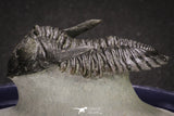 20046 - Well Prepared "Flying" 1.70 Inch Hollardops merocristata Middle Devonian Trilobite