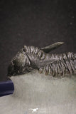 20046 - Well Prepared "Flying" 1.70 Inch Hollardops merocristata Middle Devonian Trilobite