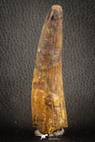 07141 - Top Huge Restored 3.98 Inch Spinosaurus Dinosaur Tooth Cretaceous