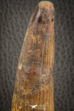 07141 - Top Huge Restored 3.98 Inch Spinosaurus Dinosaur Tooth Cretaceous