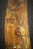 07141 - Top Huge Restored 3.98 Inch Spinosaurus Dinosaur Tooth Cretaceous
