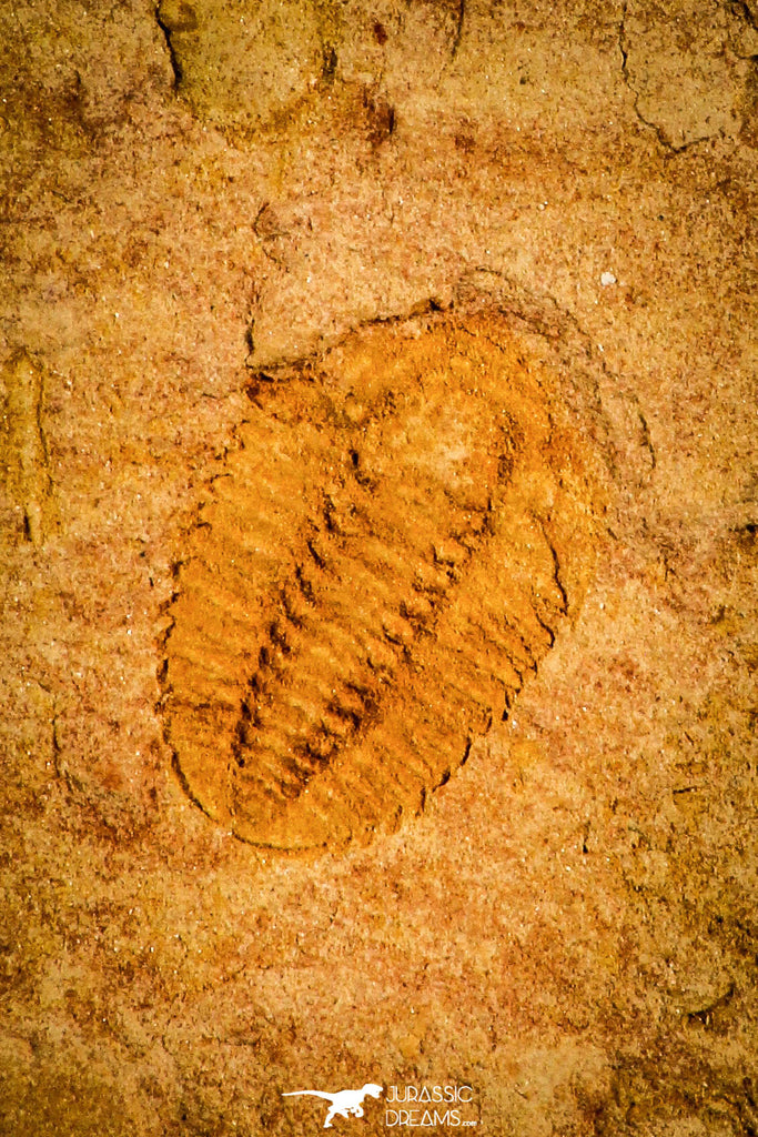 30142 - Top Rare 0.45 Inch Psilocephalina Cambrian Trilobite - China
