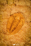 30142 - Top Rare 0.45 Inch Psilocephalina Cambrian Trilobite - China