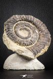 07142 - Top Beautiful 3.34 Inch Anetoceras sp Devonian Ammonite